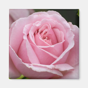 Roze Rose Magnet