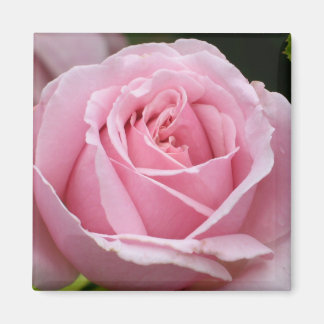 Roze Rose Magnet