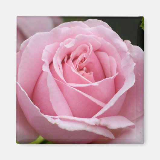 Roze Rose Magnet (Voorkant)