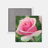 Roze Rose Magnet (Voorkant / Achterkant)