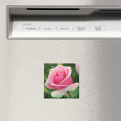 Roze Rose Magnet (Insitu (Vaatwasser))