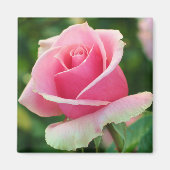 Roze Rose Magnet (Voorkant)