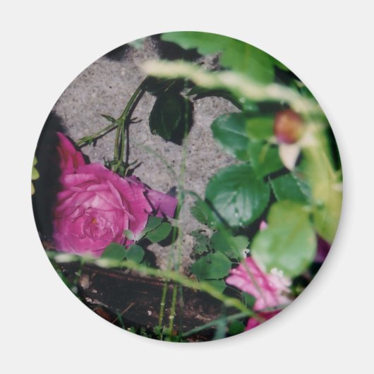 Roze Rose Magnet (Voorkant)