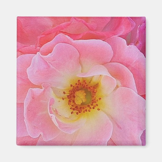 Roze Rose Magnet (Voorkant)
