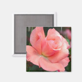 Roze Rose Magnet (Voorkant / Achterkant)