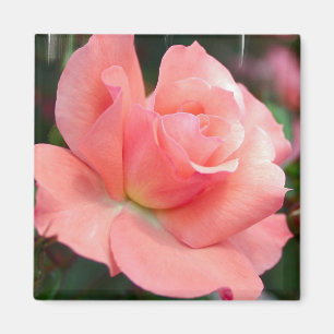 Roze Rose Magnet