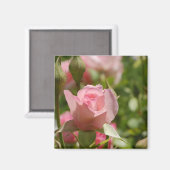 Roze Rose Magnet (Voorkant / Achterkant)