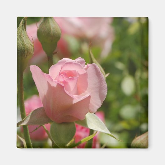 Roze Rose Magnet (Voorkant)