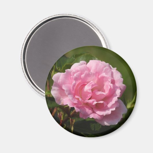 Roze Rose Magnet (Voorkant / Achterkant)