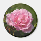 Roze Rose Magnet (Voorkant)