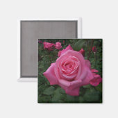 Roze Rose Magnet (Voorkant / Achterkant)