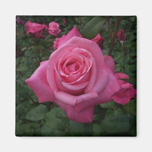 Roze Rose Magnet (Voorkant)