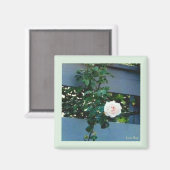 Roze Rose Magnet (Voorkant / Achterkant)