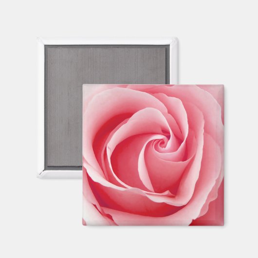 Roze Rose Magnet - Square (Voorkant / Achterkant)