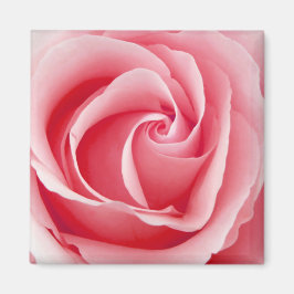 Roze Rose Magnet - Square