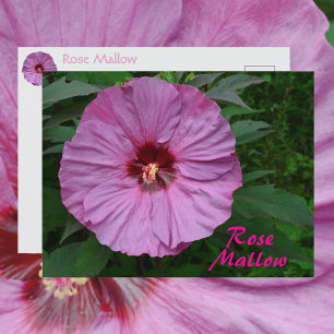 Roze Rose Mallow Bloem Fotografische Botanische Briefkaart