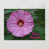 Roze Rose Mallow Flower Fotografische Botanische Briefkaart (Voorkant)