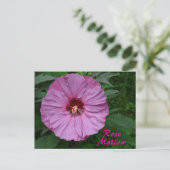 Roze Rose Mallow Flower Fotografische Botanische Briefkaart (Staand voorkant)