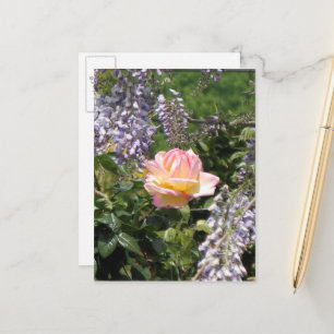 Roze Rose met Paarse Briefkaart van Wisteria