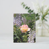 Roze Rose met Paarse Briefkaart van Wisteria (Staand voorkant)