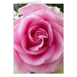 Roze Rose Mooi