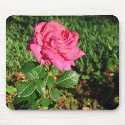 Roze Rose mousepad Muismat (Voorkant)