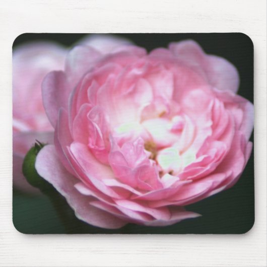 Roze Rose Mousepad! Muismat (Voorkant)