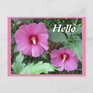Roze Rose of Sharon Flower Hallo Briefkaart