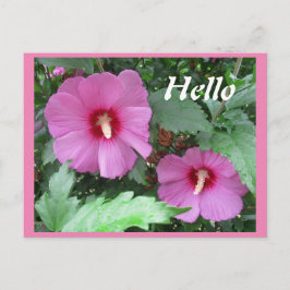 Roze Rose of Sharon Flower Hallo Briefkaart