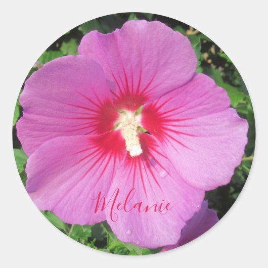 Roze Rose of Sharon Waterdrops Petals speciaal gep Ronde Sticker (Voorkant)
