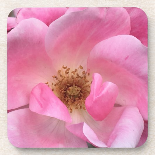 Roze Rose Onderzetter (Voorkant)