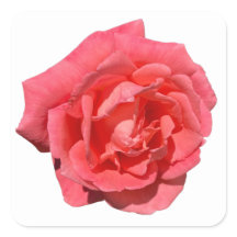 Roze Rose op aangepaste achtergrond