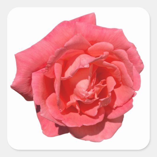 Roze Rose op aangepaste achtergrond Vierkante Sticker (Voorkant)
