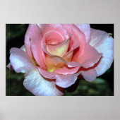 Roze Rose op Canvas Print (Voorkant)