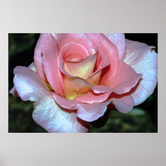Roze Rose op Canvas Print (Voorkant)