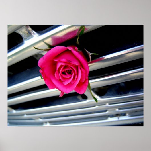 Roze Rose op Grill Poster (Voorkant)