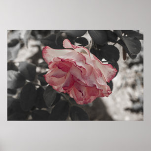 Roze Rose op zwarte en witte achtergrond Foto Poster