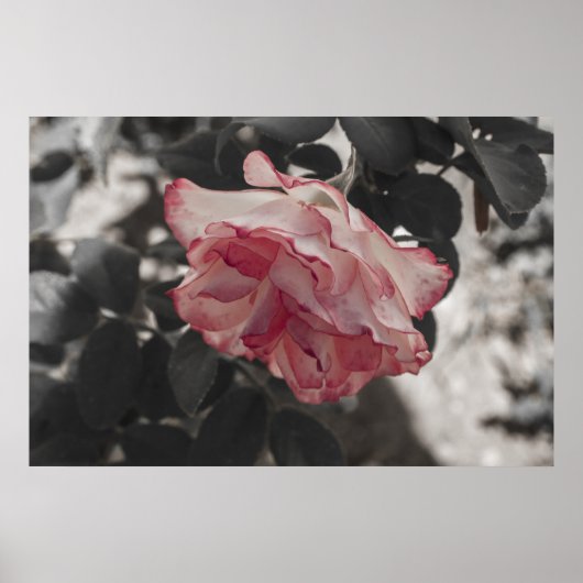 Roze Rose op zwarte en witte achtergrond Foto Poster (Voorkant)