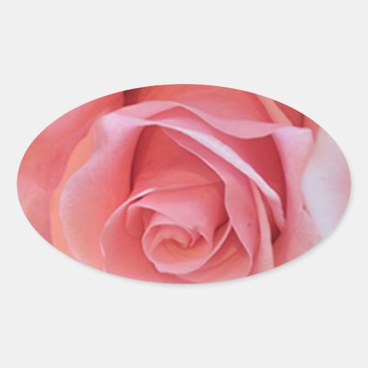 Roze Rose Ovale Sticker (Voorkant)