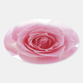 Roze Rose Ovale Sticker