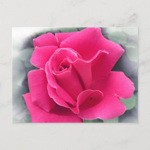 Roze Rose Petals Briefkaart