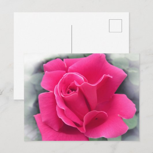 Roze Rose Petals Briefkaart (Voorkant / Achterkant)