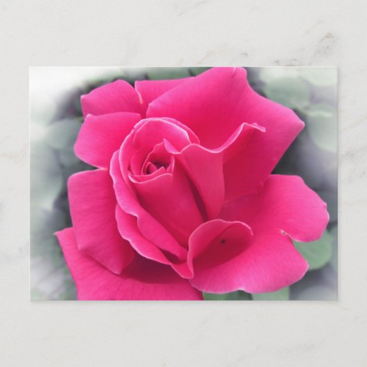 Roze Rose Petals Briefkaart (Voorkant)