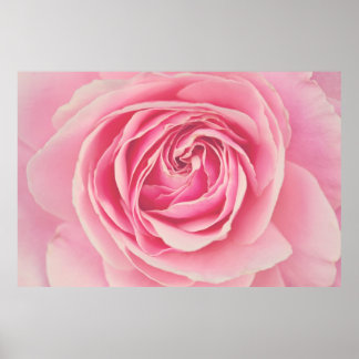 Roze Rose Petals Poster