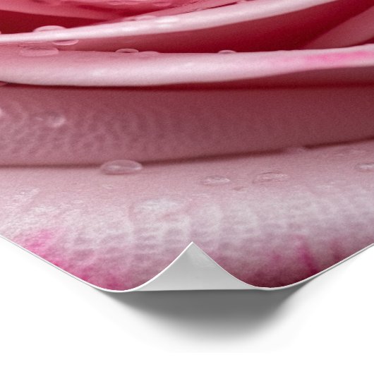 Roze Rose Petals Poster (Hoek)
