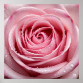 Roze Rose Petals Poster (Voorkant)