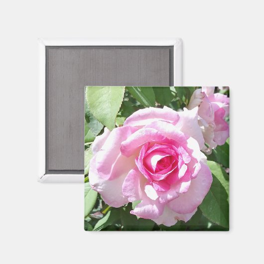 Roze Rose Photo Square Magnet (Voorkant / Achterkant)