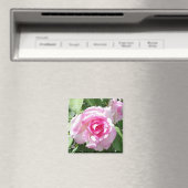 Roze Rose Photo Square Magnet (Insitu (Vaatwasser))
