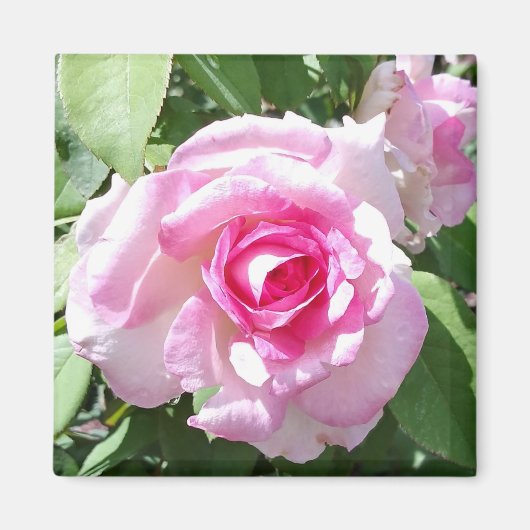 Roze Rose Photo Square Magnet (Voorkant)