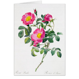 Roze Rose Pierre-Joseph Redoute Wenskaart